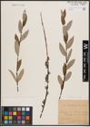 Foto von Salix daphnoides Vill. x Salix repens L.